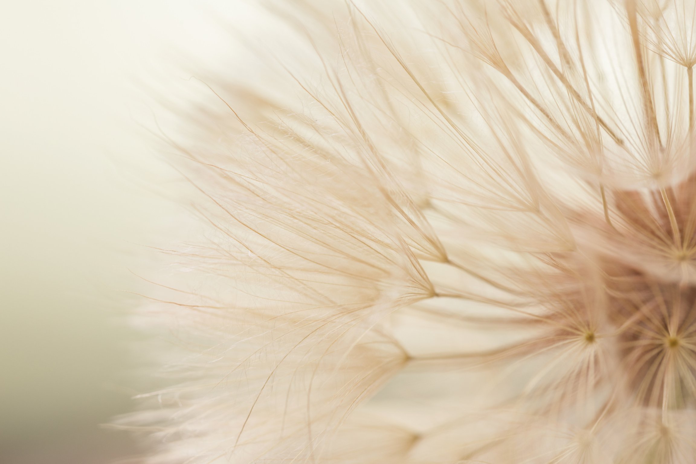 A flower of a dandelion. Macro shooting. Silence and relaxation.